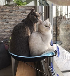 Cat Suction Cup Window Bed - Round Hammock for Cats