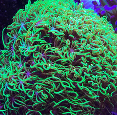 coralSLover Live Saltwater Coral Frag - Green Star Polyps