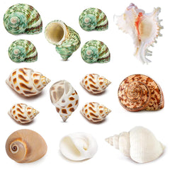15PCS Hermit Crab Shells (7 Types) Natural Hermit Crab Shells for Small to Large Hermit Crab Turbo Shells Hermit Crab Supplies