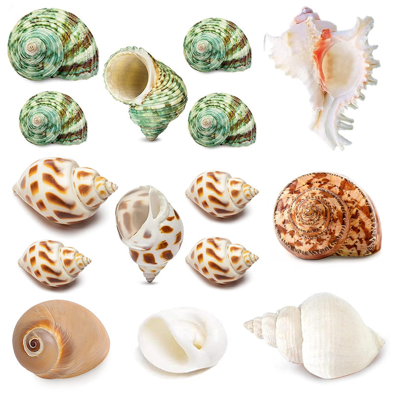 15PCS Hermit Crab Shells (7 Types) Natural Hermit Crab Shells for Small to Large Hermit Crab Turbo Shells Hermit Crab Supplies