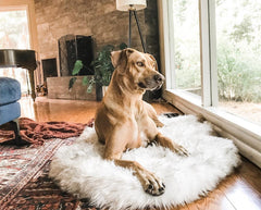 Beige Plush Pet Dog Mat for Resting and Comfort
