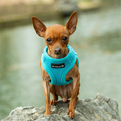 Mr. Peanuts PupTrek Small Dog/Cat Soft Mesh Step in Harness Vest (Small Blue)