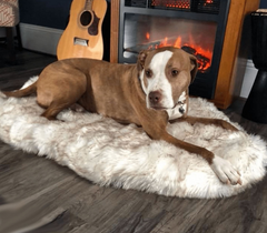 Beige Plush Pet Dog Mat for Resting and Comfort